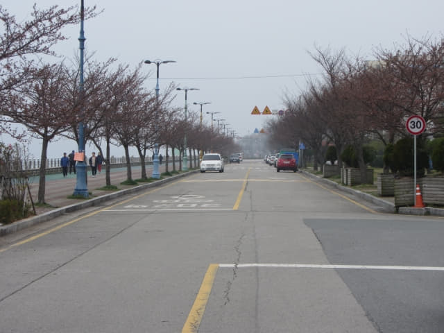 韓國木浦市．榮山江畔 櫻花路