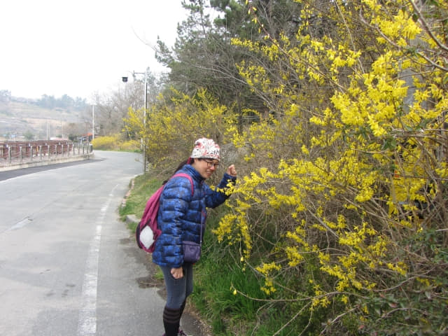 木浦市．草笠岩 山茱萸花