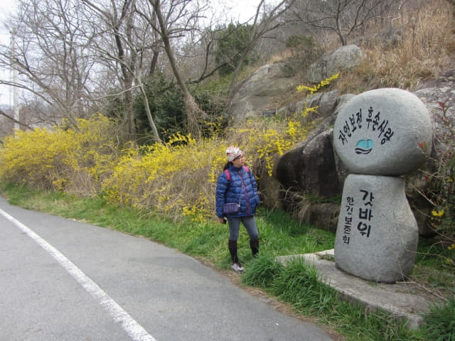 木浦市．草笠岩 山茱萸花