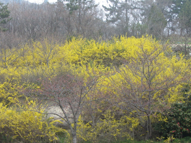 木浦市．草笠岩 山茱萸花