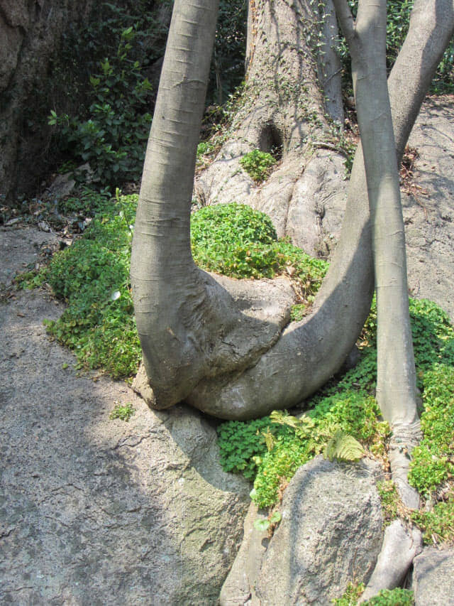 木浦儒達山 露積峰公園 女人木