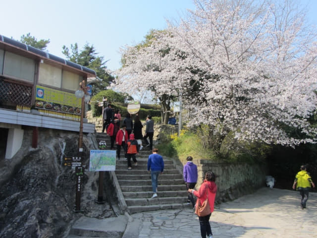 木浦市．儒達山 櫻花