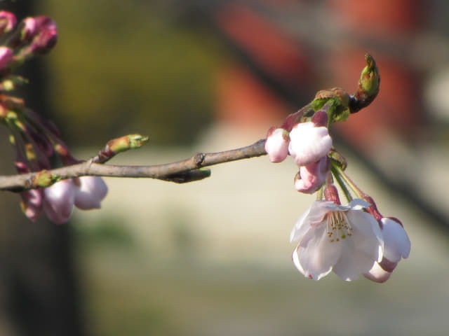 木浦市．儒達山 國際獅子花園 櫻花