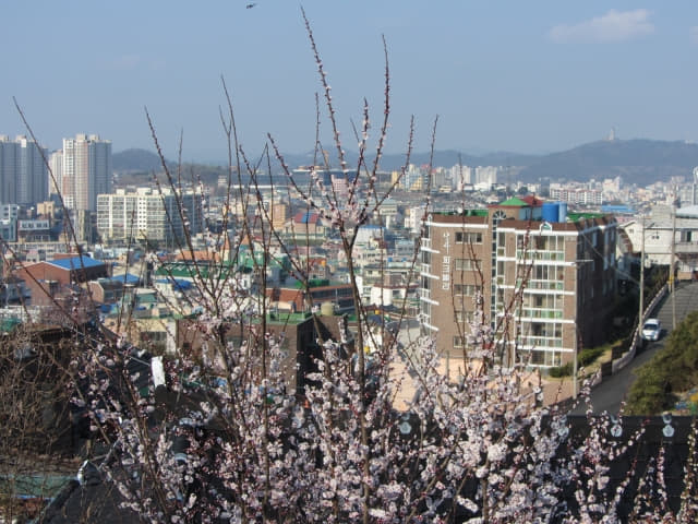 木浦市．儒達山 儒達路櫻花