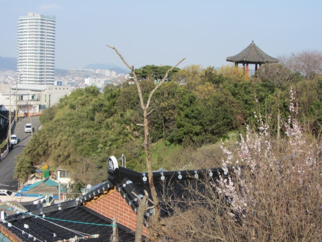 木浦市．儒達山 儒達路櫻花