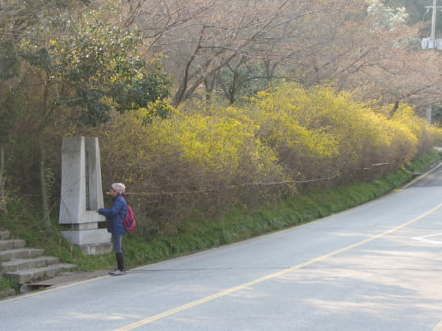 木浦市．儒達山 儒達路 山茱萸花