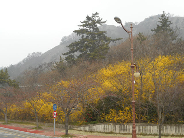 木浦市．草笠岩 山茱萸花