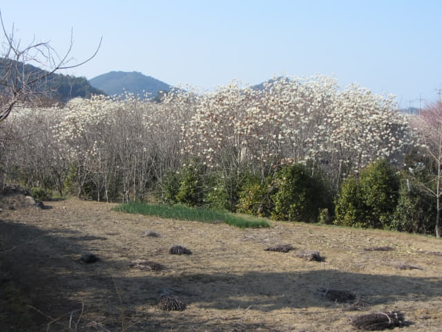 全羅南道．莞島