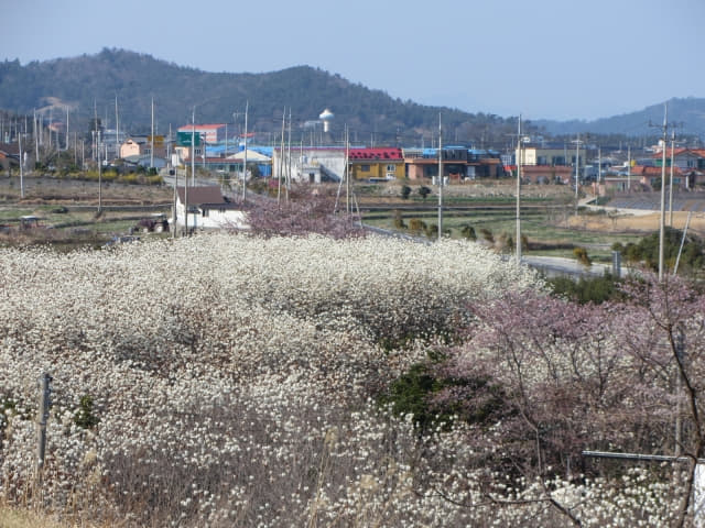 全羅南道．莞島