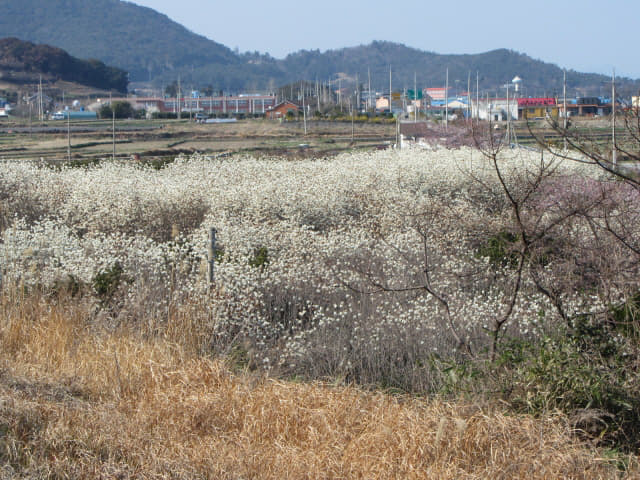 全羅南道．莞島