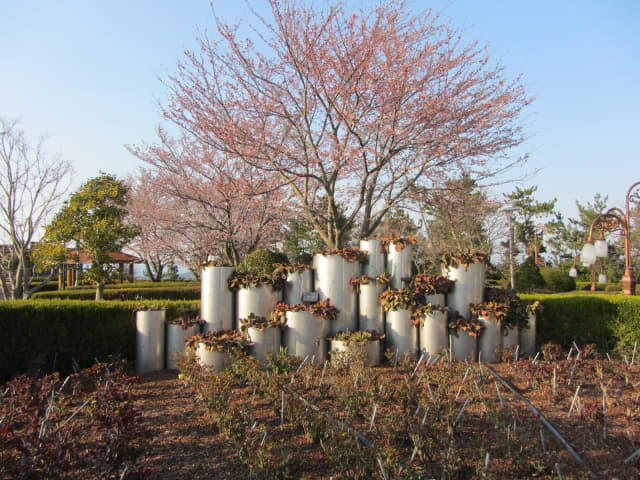 全羅南道．莞島塔 Kkogbi Garden 櫻花