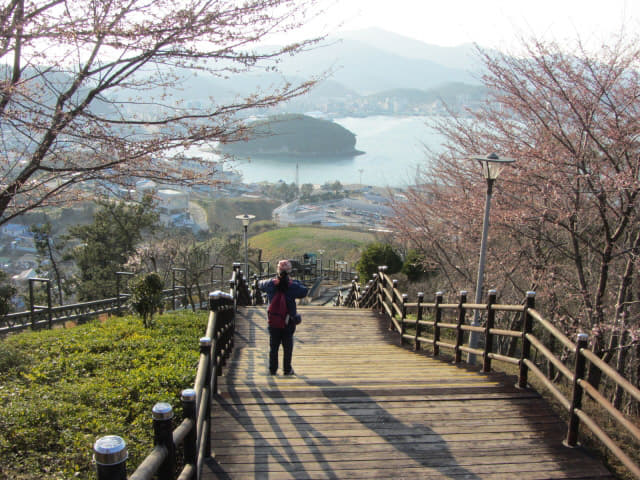 全羅南道．莞島塔往莞島港行人步道 櫻花